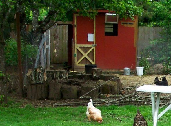 Utilfreds forbrug Higgins Økologisk hønsehold, indretning & sikkerhed i hønsegård | Gode råd & tips